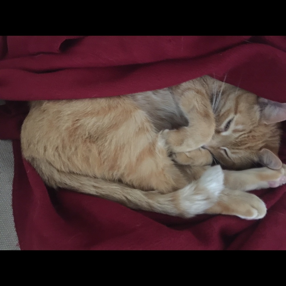 Meet your Posher, Maddie